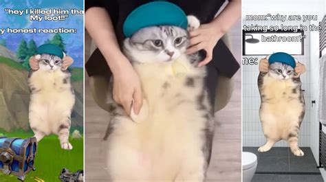 459.5K views. Discover videos related to Cat Dancing Hey Hey You You on TikTok. See more videos about Hey Hey You You I Dont Like Your Gf Cat, Hey Hey You You I Dont Like Your Girlfriend Cat, Hilarious Cats Tiktoks, Hey Ya Cat Dancing, Cat Face Effect, Play This for Your Cat. 